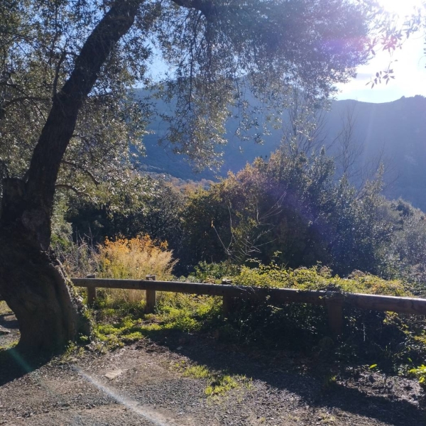 L'Alivu - restaurant BARBAGGIO